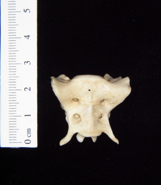 Anterior View Grey Fox Sacrum