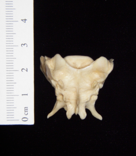 Posterior View Grey Fox Sacrum