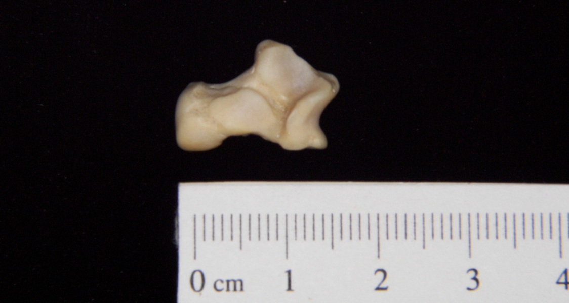 Gray fox (Urocyon cinereoargenteus) left astragalus, inferior view