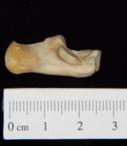 Gray fox (Urocyon cinereoargenteus) left calcaneus, medial view