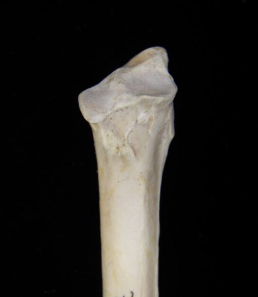 Great blue heron (Ardea herodias) ulna, proximal aspect