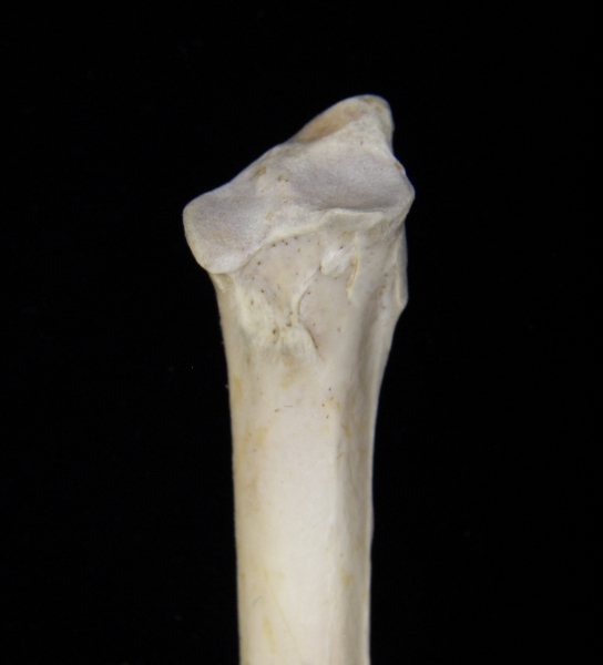 Great blue heron (Ardea herodias) ulna, proximal aspect