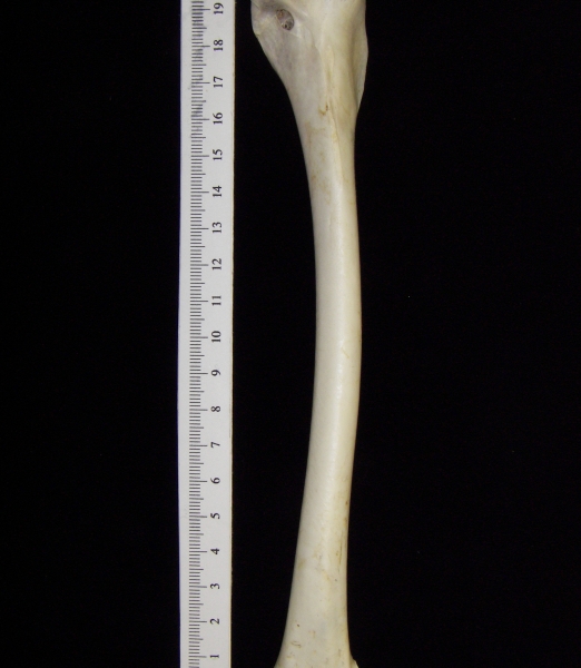 Great blue heron (Ardea herodias) right humerus