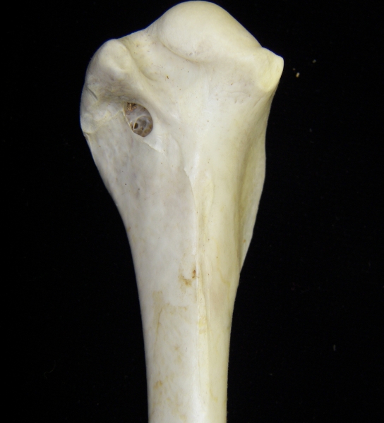 Great blue heron (Ardea herodias) right humerus, proximal aspect