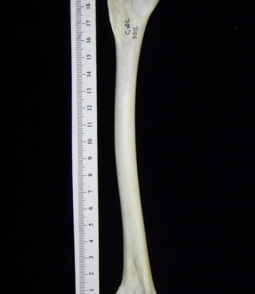 Great blue heron (Ardea herodias) right humerus, view 2