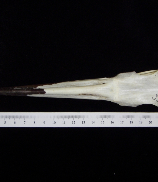 Great blue heron (Ardea herodias) skull, superior view