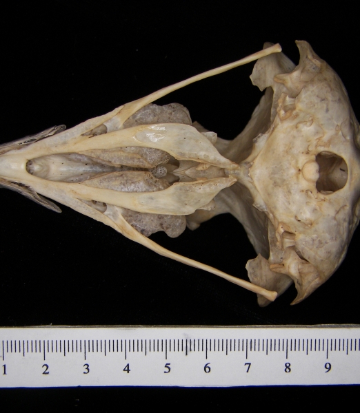 Great horned owl (Bubo virginianus) cranium, inferior view