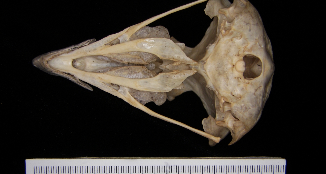 Great horned owl (Bubo virginianus) cranium, inferior view