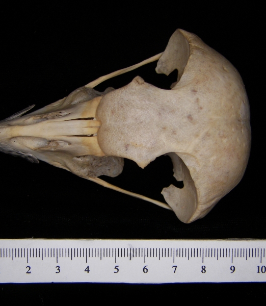 Great horned owl (Bubo virginianus) cranium, superior view