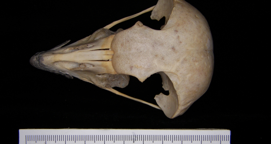 Great horned owl (Bubo virginianus) cranium, superior view