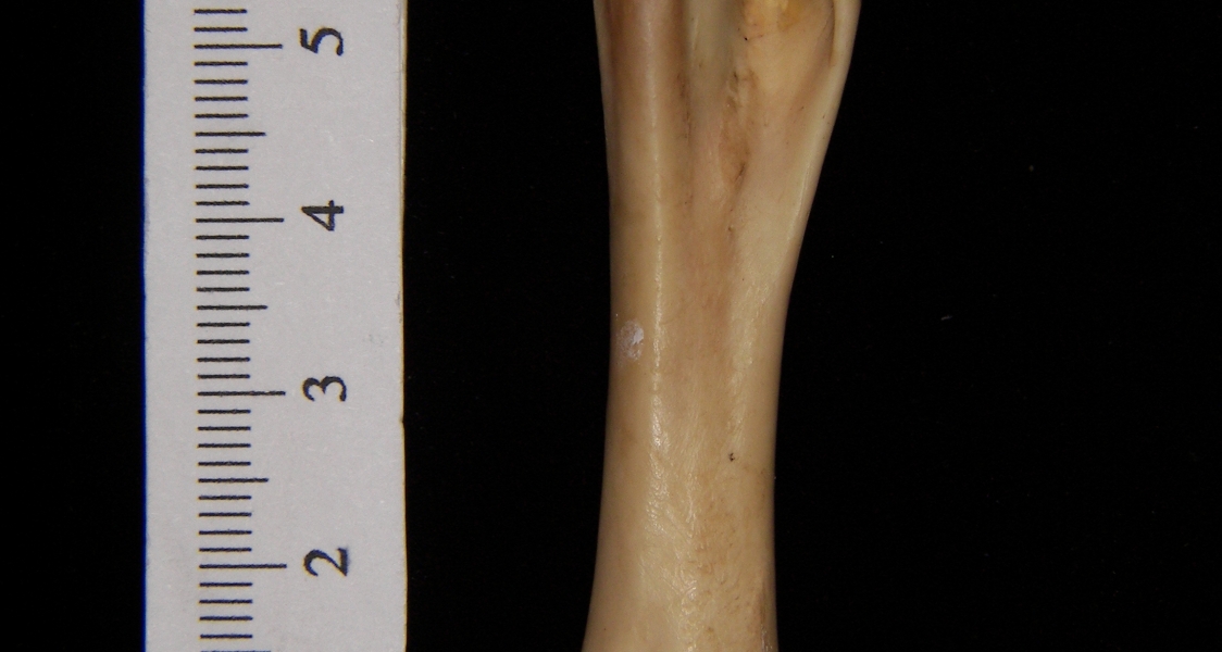 Great horned owl (Bubo virginianus) right tarsometatarsus, anterior view