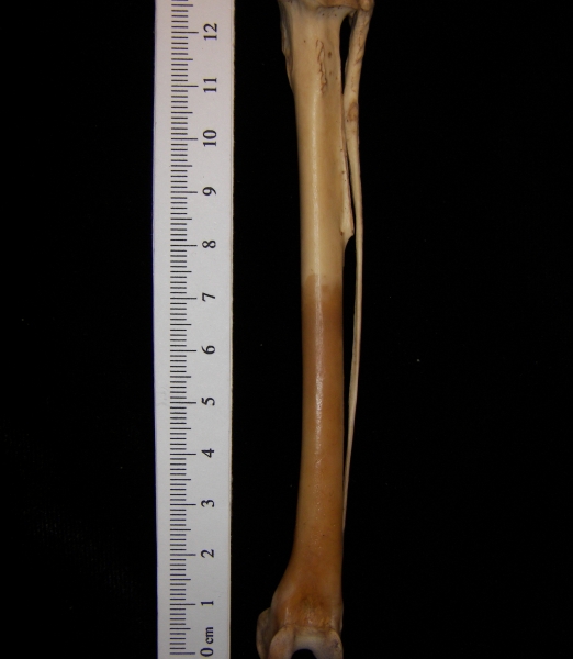 Great horned owl (Bubo virginianus) right tibiotarsus, posterior view