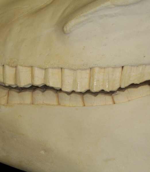 Horse (Equus caballus) dentition