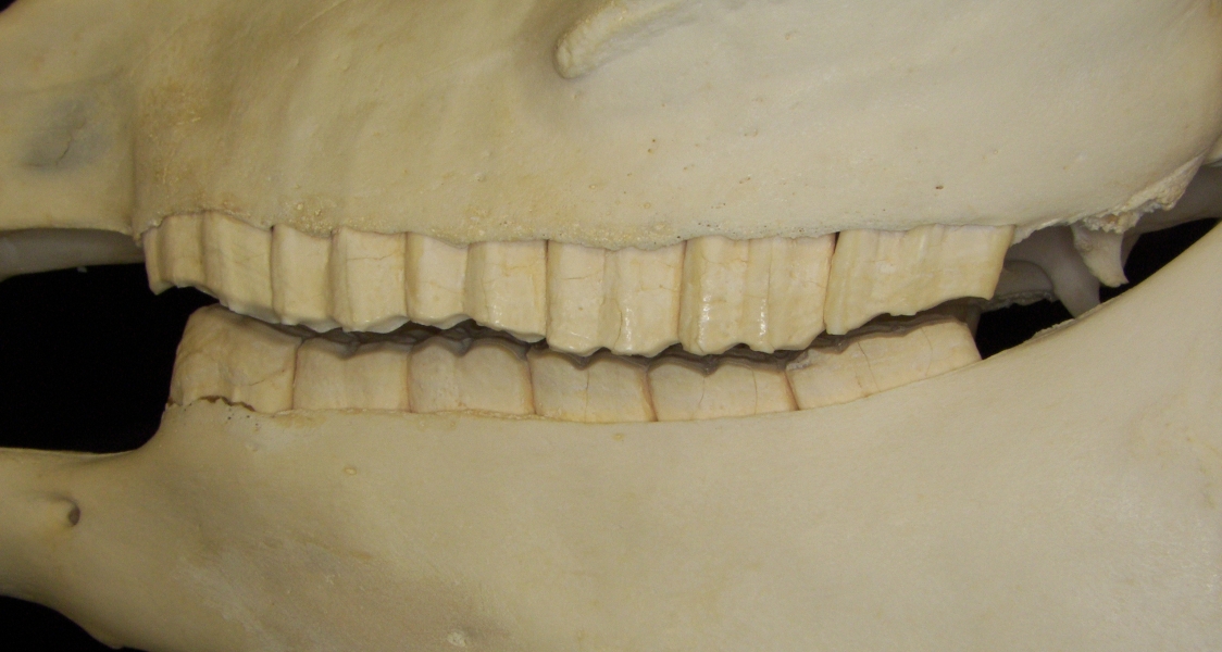 Horse (Equus caballus) dentition