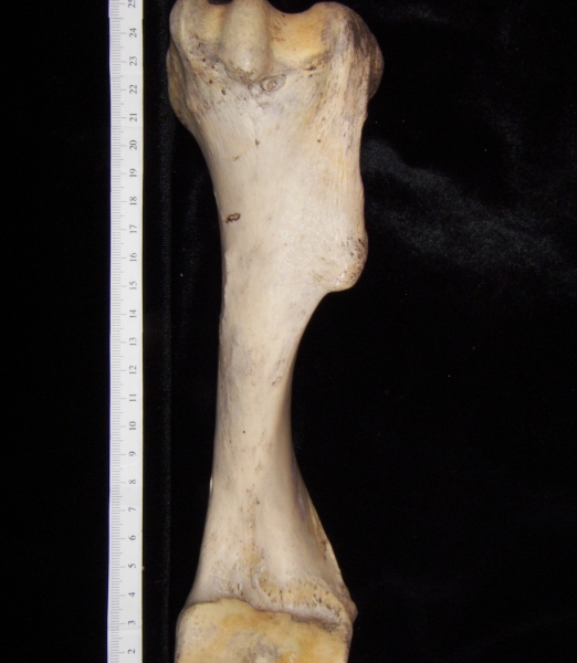 Horse (Equus caballus) left humerus, lateral view