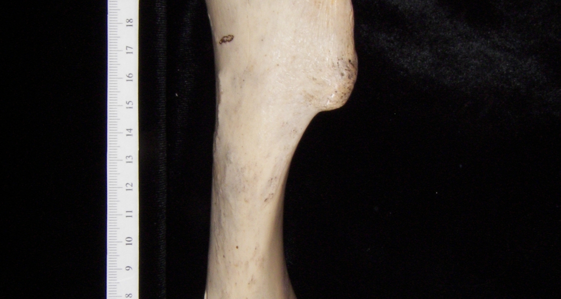 Horse (Equus caballus) left humerus, lateral view