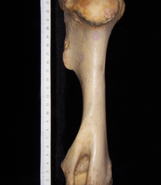 Horse (Equus caballus) left humerus, medial view