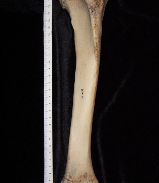 Horse (Equus caballus) left tibia, anterior view