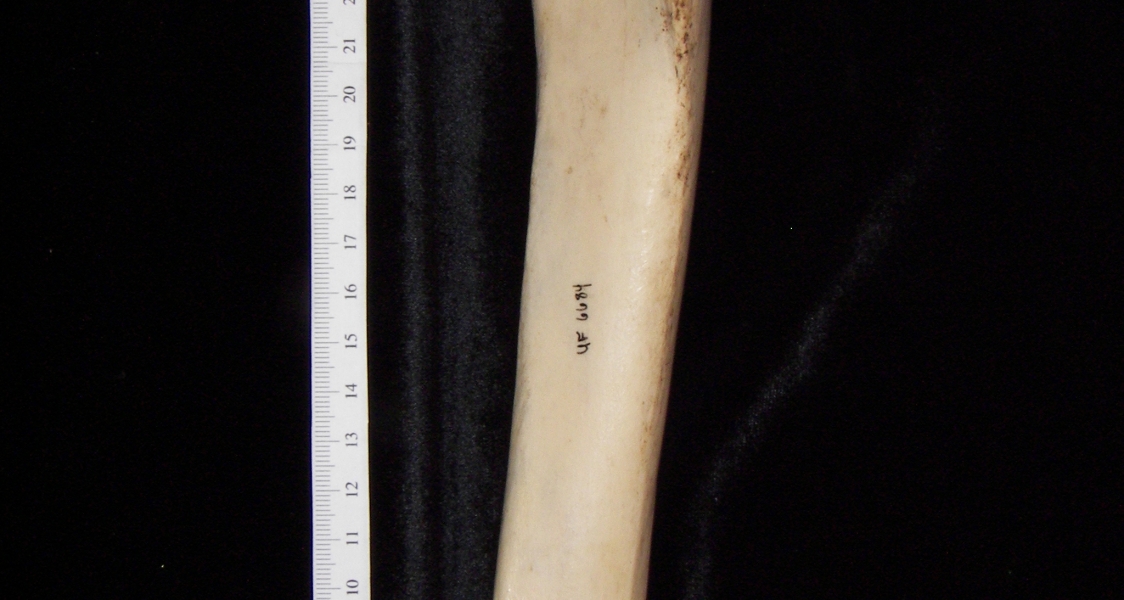 Horse (Equus caballus) left tibia, anterior view