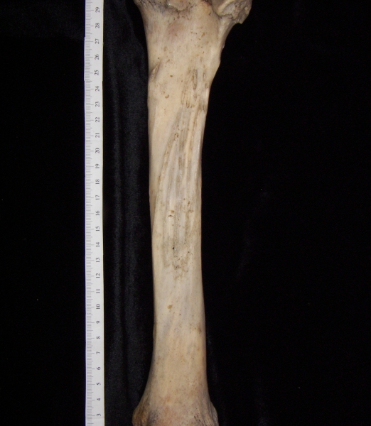 Horse (Equus caballus) left tibia, posterior view