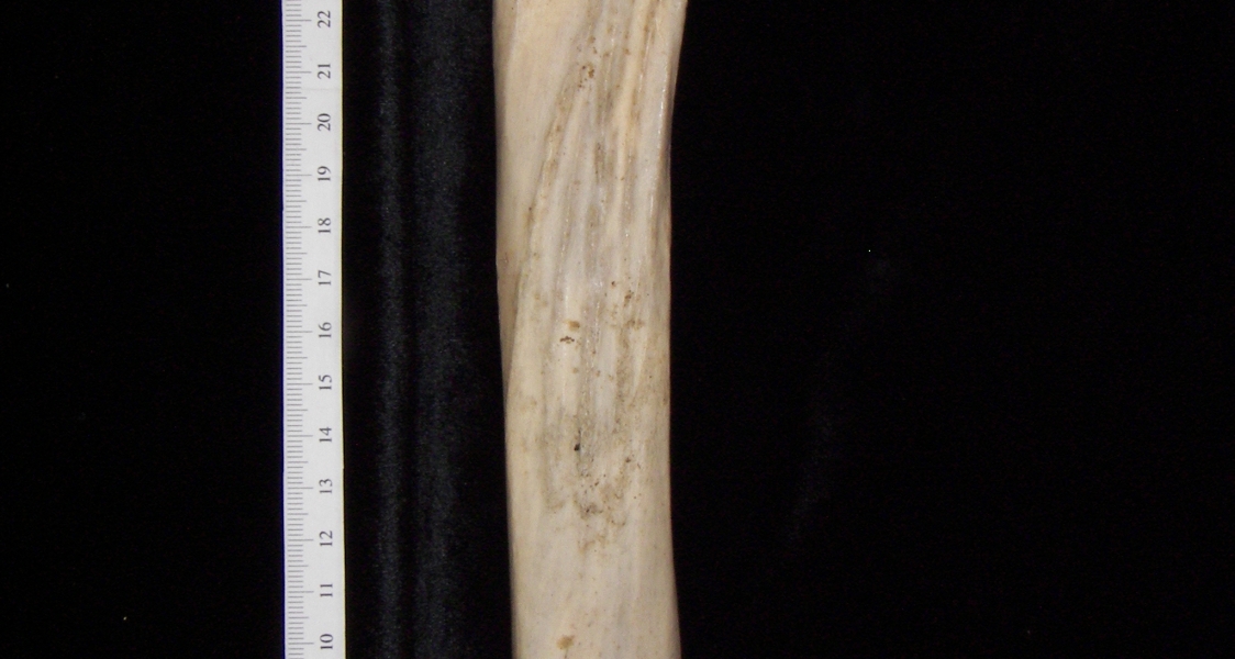 Horse (Equus caballus) left tibia, posterior view