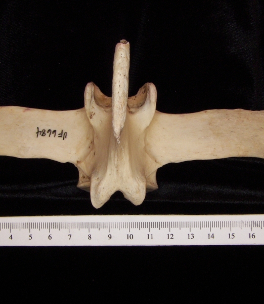 Horse (Equus caballus) mid lumbar vertebra, superior view