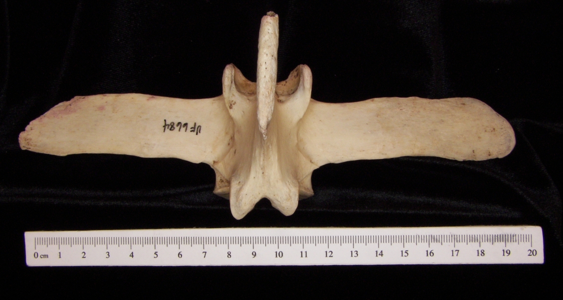 Horse (Equus caballus) mid lumbar vertebra, superior view