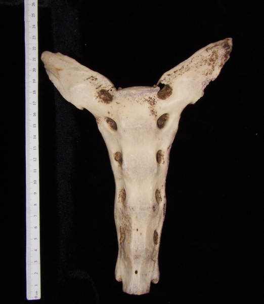 Anterior View Horse Sacrum