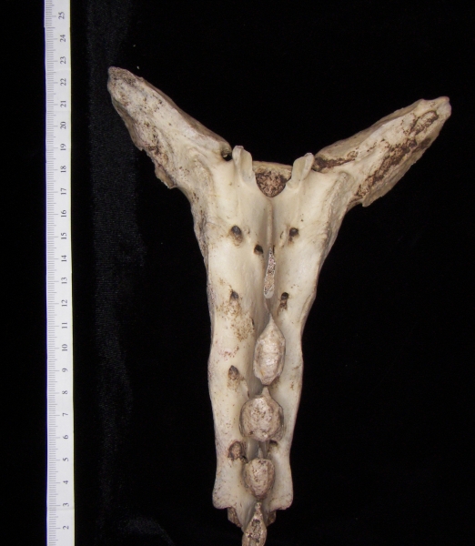 Posterior View Horse Sacrum