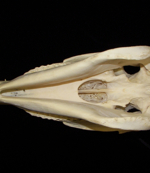 Horse (Equus caballus) skull, inferior view