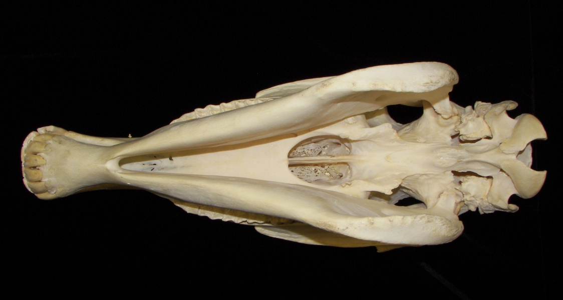 Horse (Equus caballus) skull, inferior view