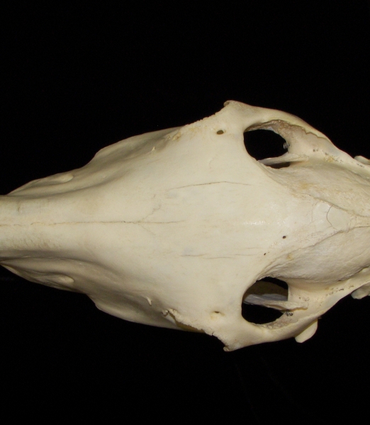 Horse (Equus caballus) skull, superior view