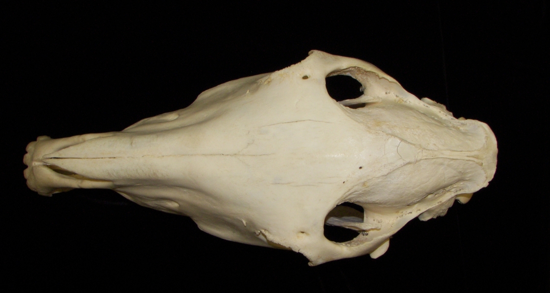 Horse (Equus caballus) skull, superior view