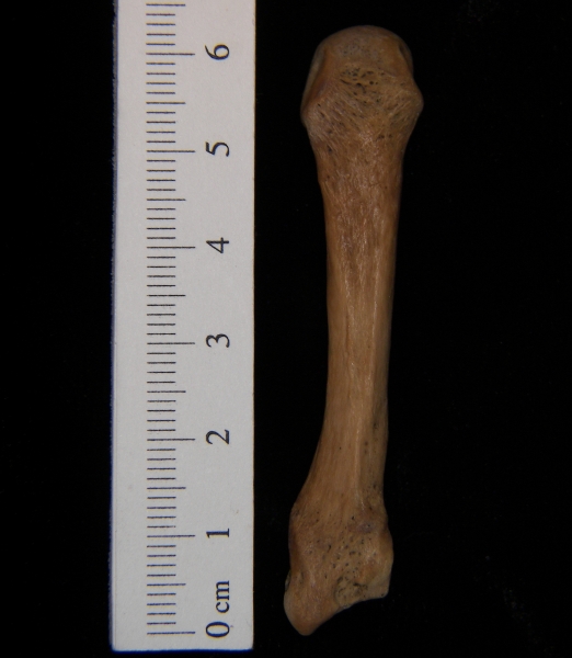 Human left 3rd metacarpal, dorsal view