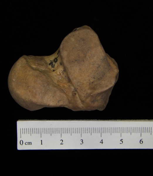 Human left talus, inferior view