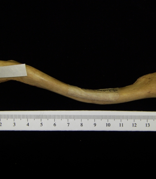 Human right clavicle, view 2