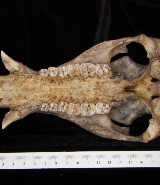 Peccary (Peccary angulatus) cranium, inferior view