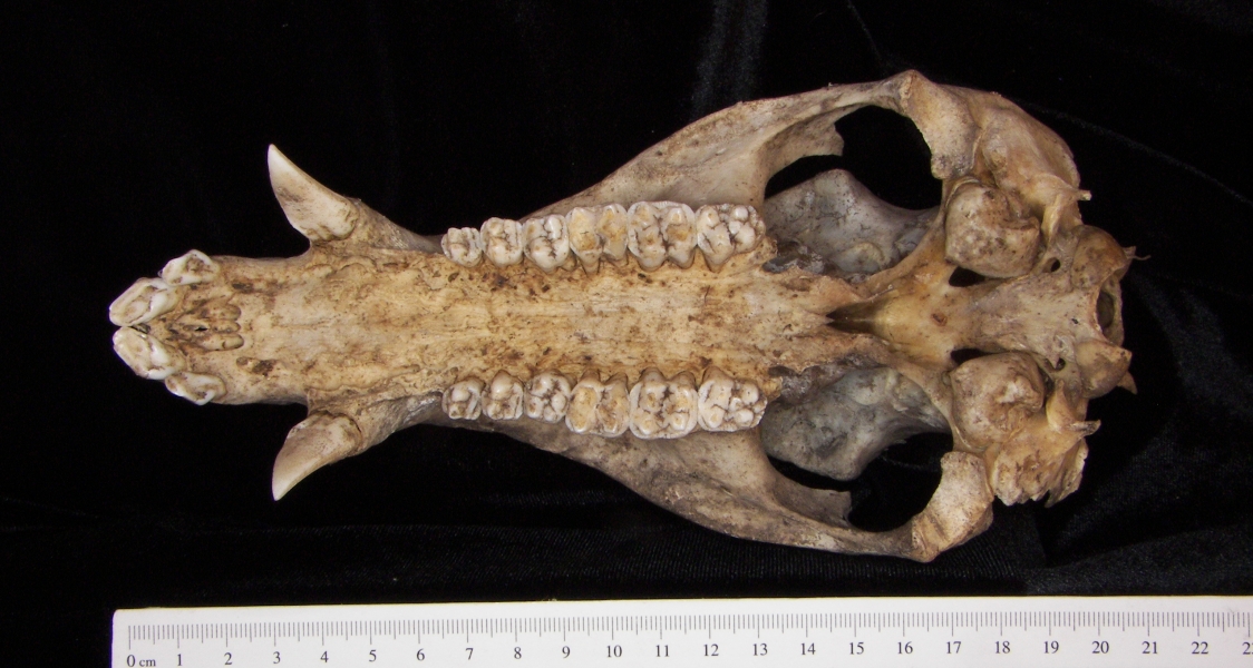 Peccary (Peccary angulatus) cranium, inferior view