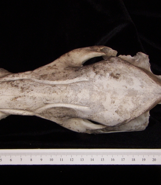 Peccary (Peccary angulatus) cranium, superior view