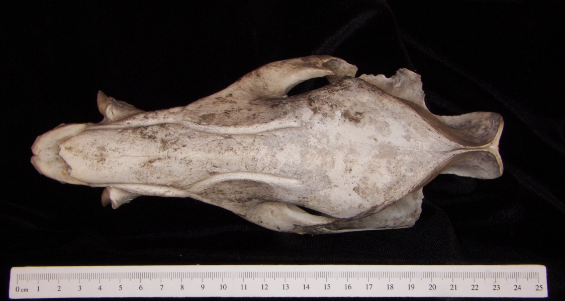 Peccary (Peccary angulatus) cranium, superior view