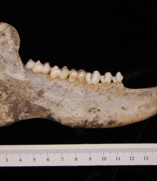 Peccary (Peccary angulatus) right mandible, lateral view