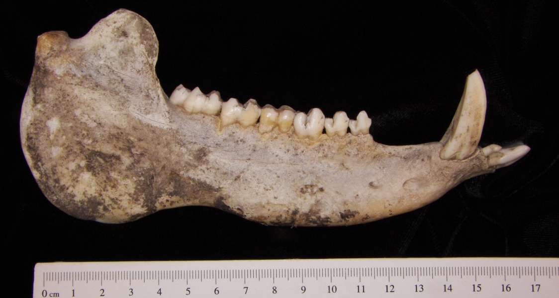 Peccary (Peccary angulatus) right mandible, lateral view