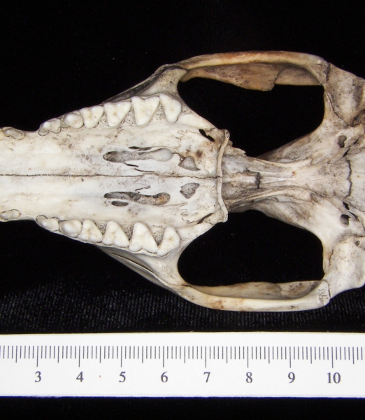 Opossum (Didelphis marsupialis) cranium, inferior view