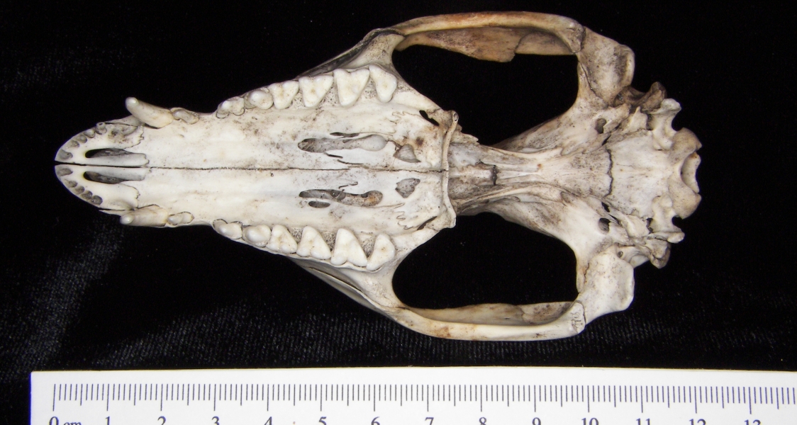 Opossum (Didelphis marsupialis) cranium, inferior view