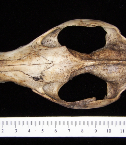 Opossum (Didelphis marsupialis) cranium, superior view