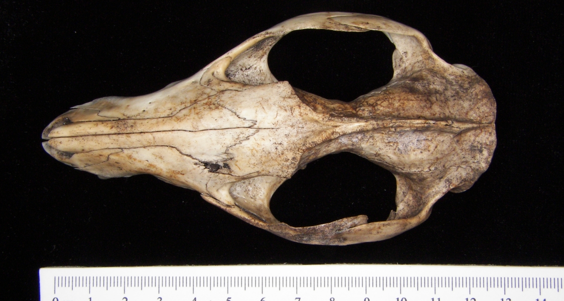 Opossum (Didelphis marsupialis) cranium, superior view