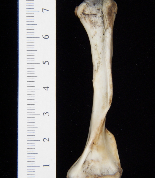 Opossum (Didelphis marsupialis) left humerus, anterior view