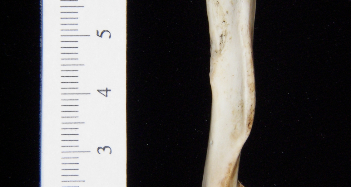 Opossum (Didelphis marsupialis) left humerus, anterior view