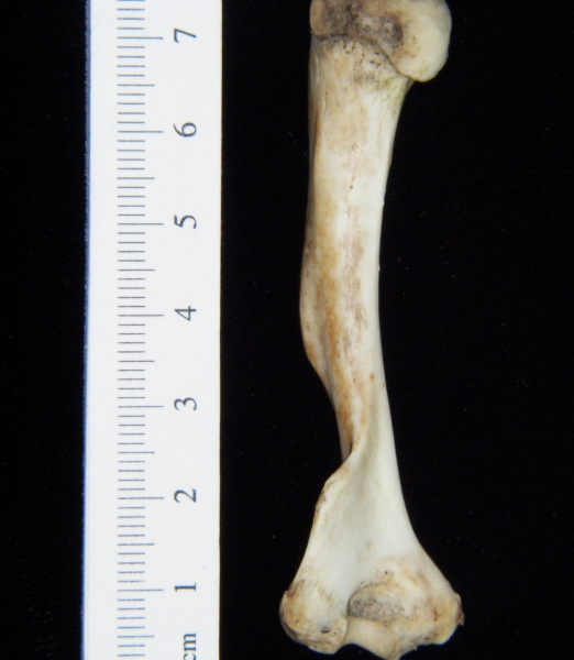 Opossum (Didelphis marsupialis) left humerus, posterior view