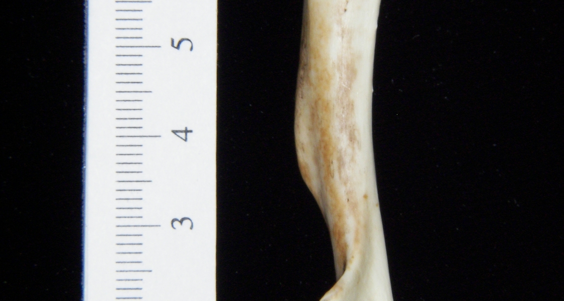 Opossum (Didelphis marsupialis) left humerus, posterior view